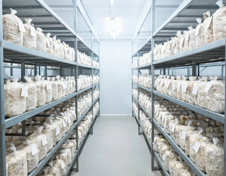 Edible mushroom bags in a commercial cultivation room